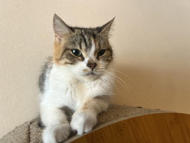 スコティッシュフォールド