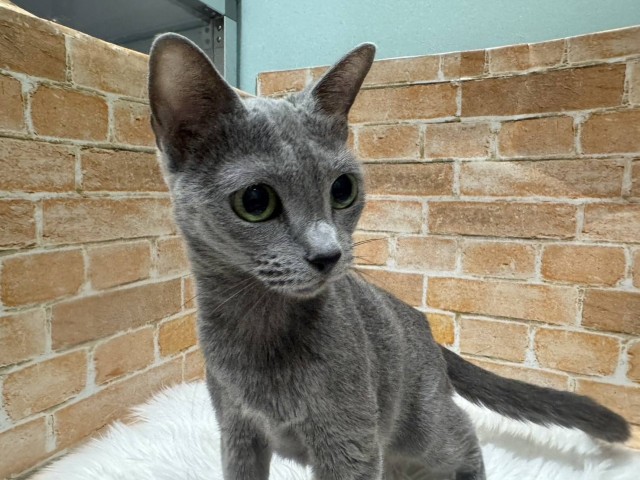 ロシアンブルー