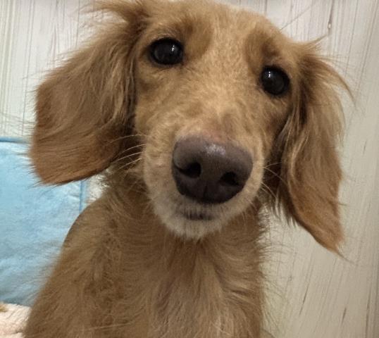 ミニチュア・ダックスフンド