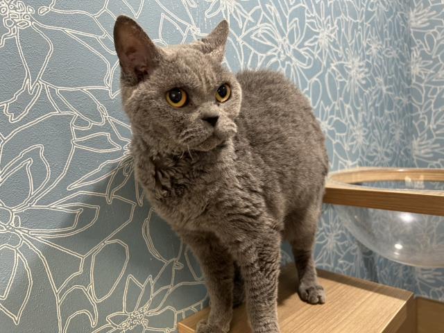 セルカークレックス