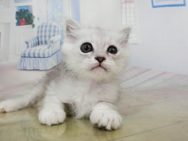 ペルシャ