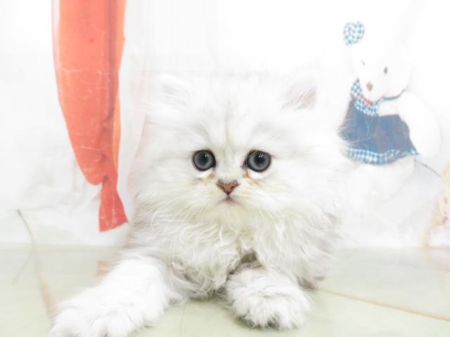 ペルシャ