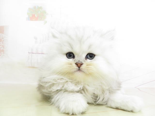 ペルシャ