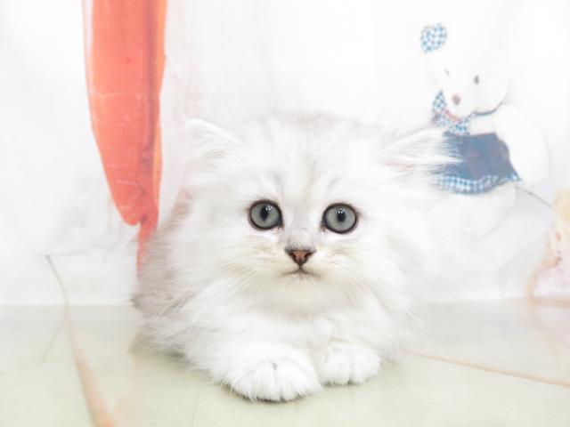 ペルシャ