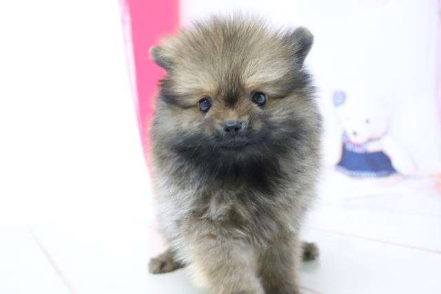 ポメラニアンの子犬 メス のいち店 ペットショップcoo Riku