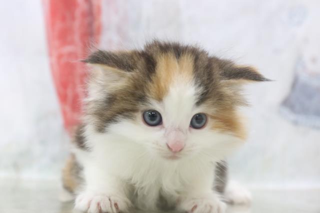 ノルウェージャン フォレストキャットの子猫 メス 新潟西店 ペットショップcoo Riku
