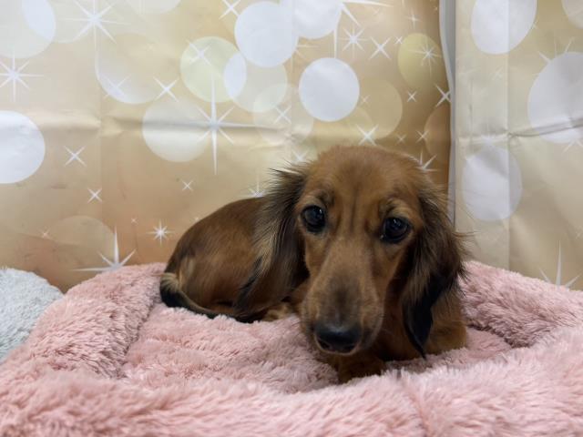 ミニチュア ダックスフンドの子犬 メス 生体管理センター ペットショップcoo Riku