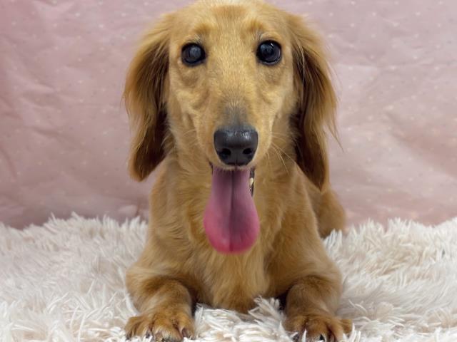 ミニチュア・ダックスフンド