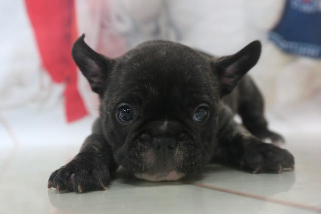 フレンチブルドッグの子犬 メス 沖縄浦添店 ペットショップcoo Riku