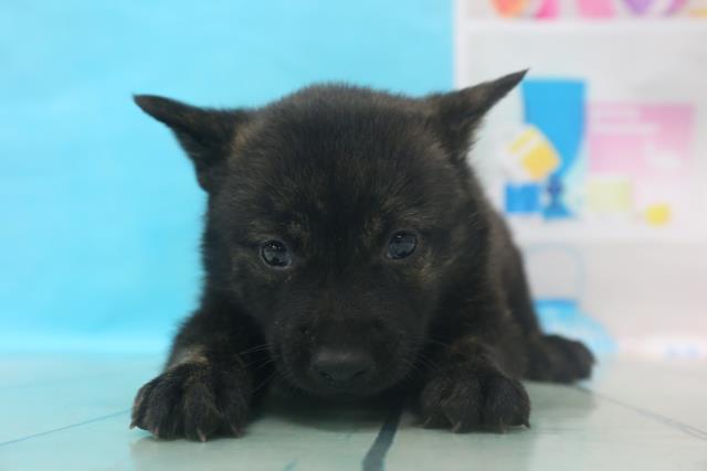 甲斐犬
