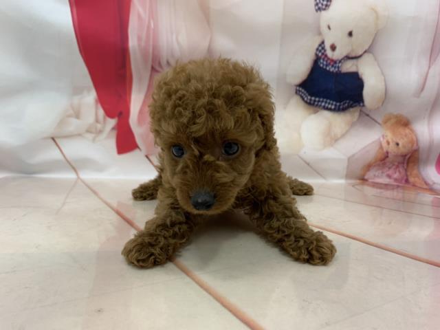 トイ・プードル