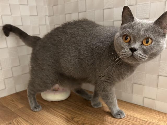 ブリティッシュショートヘアー