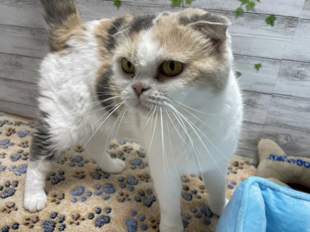 スコティッシュフォールド