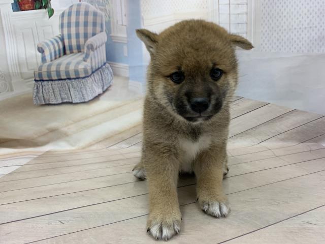 柴犬