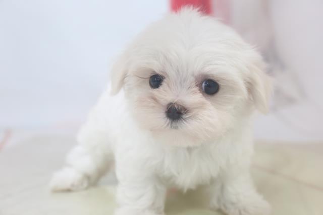 ペットショップcoo Riku マルチーズ