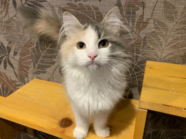 ノルウェージャン・フォレストキャット