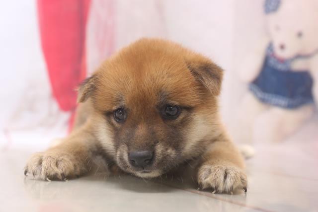 柴犬
