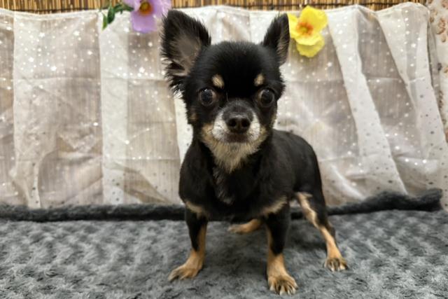 チワワ(ロングコート)