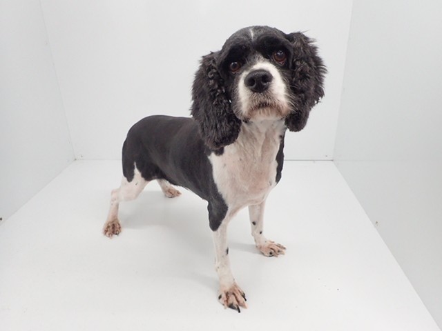 アメリカン・コッカースパニエル