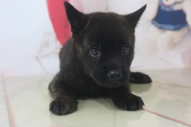 甲斐犬の子犬 メス 新潟西店 ペットショップcoo Riku