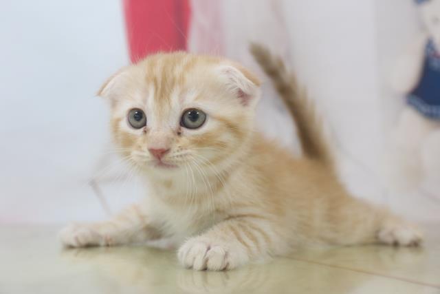 東京都のスコティッシュフォールド (Coo&RIKU浅草店/2020年7月1日生まれ/女の子/レッドタビー)の子猫の2枚目の画像