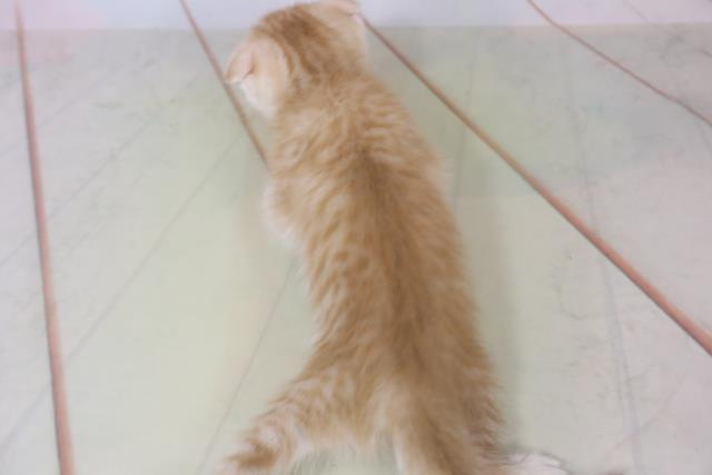 東京都のスコティッシュフォールド (Coo&RIKU浅草店/2020年7月1日生まれ/女の子/レッドタビー)の子猫の4枚目の画像