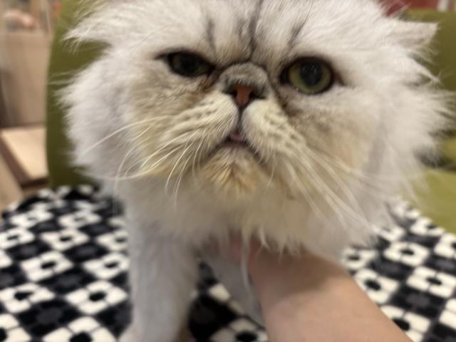 ペルシャ