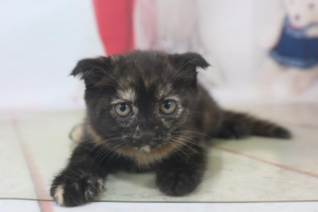 スコティッシュフォールドの子猫 メス 新潟東店 ペットショップcoo Riku