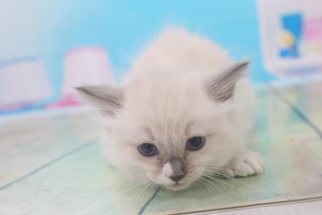 ペットショップcoo Riku ラグドール