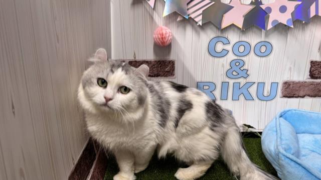 アメリカンカール