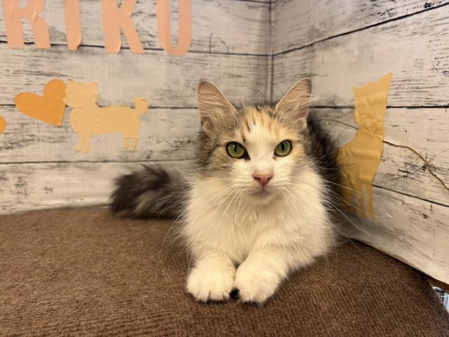 ノルウェージャン・フォレストキャット