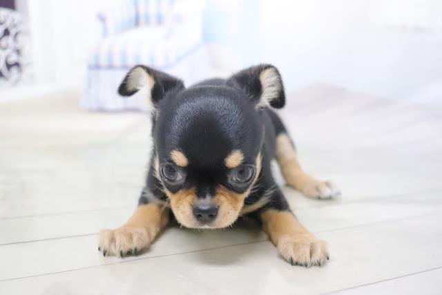 チワワ スムース 女の子 ホワイト 2019 03 05生まれ 神奈川県 子犬id 1905 00773 のんびり屋さんですが遊ぶ姿は白ヤギさん みんなのブリーダー