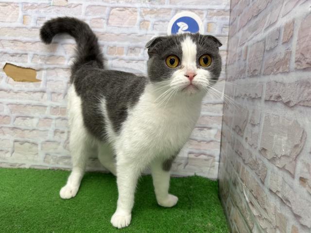 スコティッシュフォールド