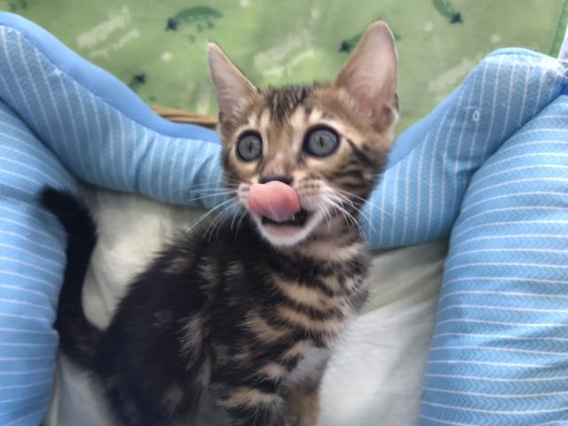 ベンガル