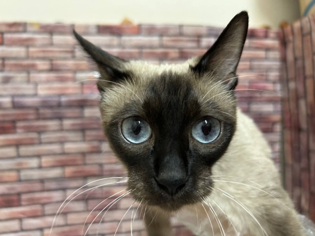 シャム