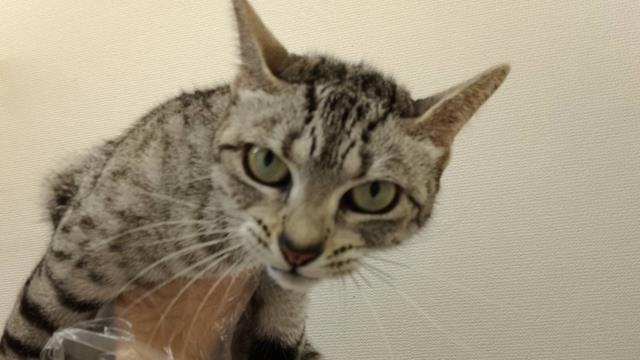 エジプシャンマウ