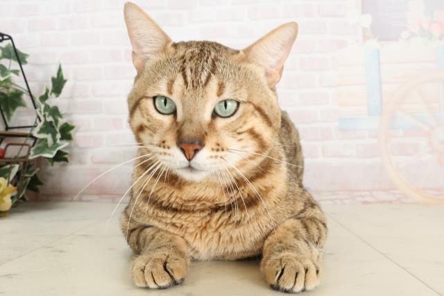 ベンガル