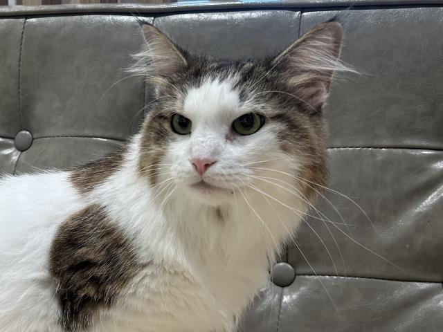 ノルウェージャン・フォレストキャット