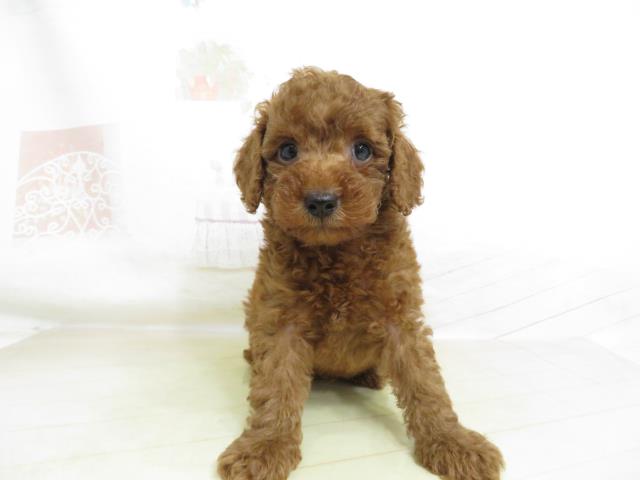 トイ プードルの子犬 オス 姫路店 ペットショップcoo Riku