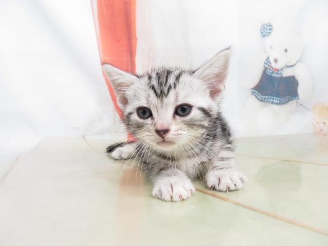 アメリカンショートヘアーの子猫 メス 名古屋みなと店 ペットショップcoo Riku