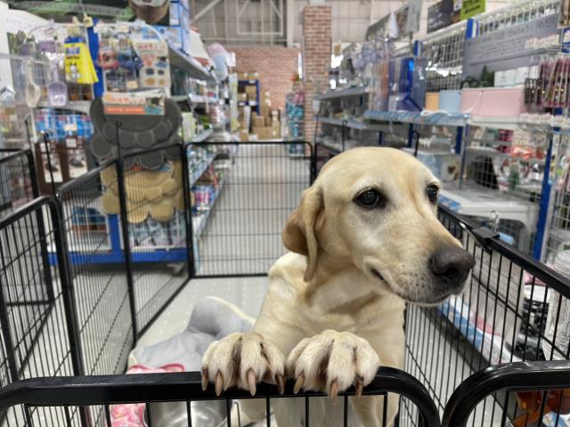 ラブラドール・レトリバー