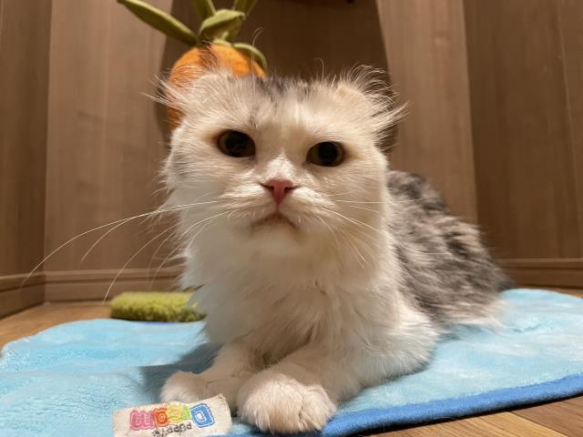 アメリカンカール