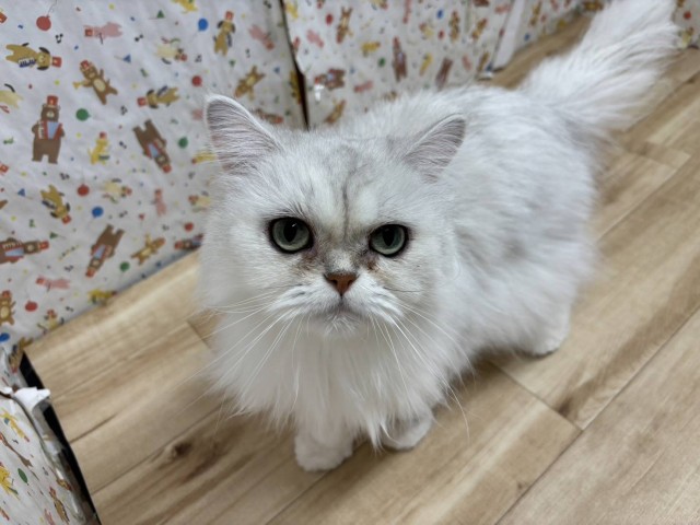 ペルシャ