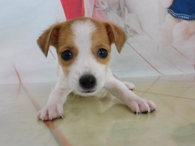 ジャックラッセルテリアの子犬 メス 広島店 ペットショップcoo Riku