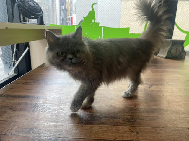 スコティッシュフォールド