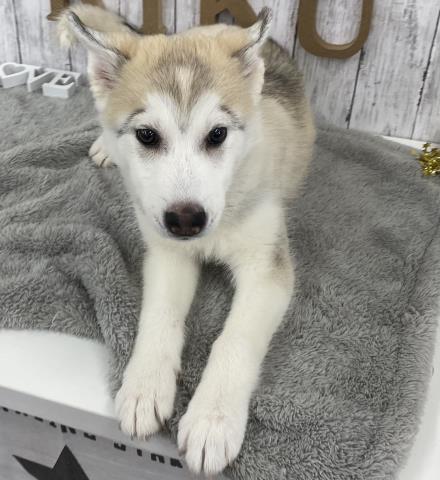 シベリアンハスキーの子犬一覧 ペットショップcoo Riku シベリアンハスキーの子犬一覧 ペットショップcoo Riku