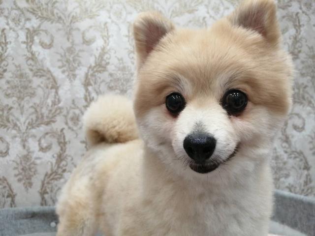 ポメラニアン