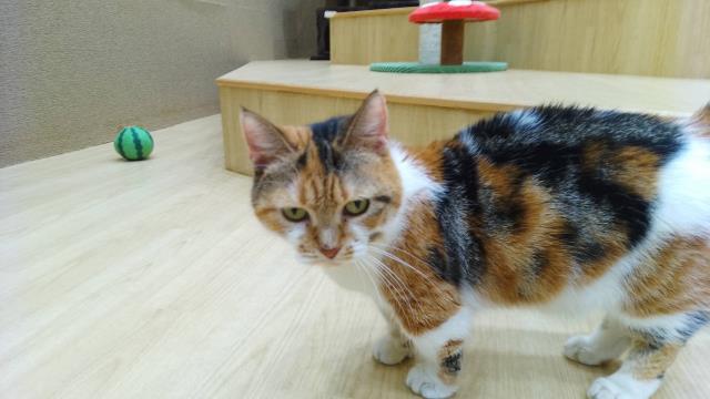 マンチカン