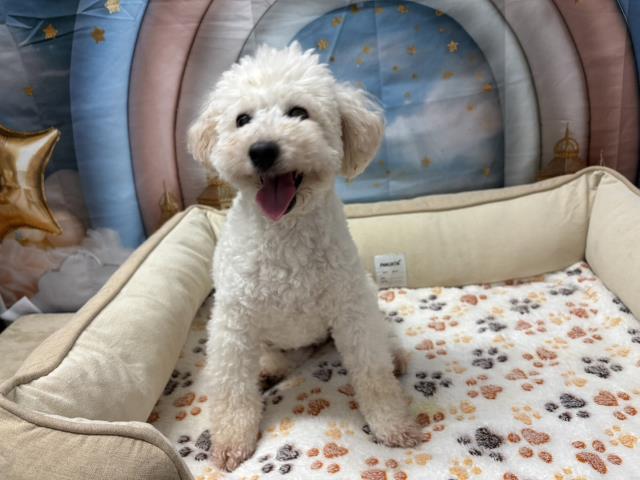 トイ・プードル