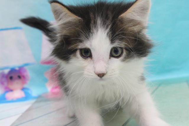 ノルウェージャン フォレストキャットの子猫 オス 藤岡店 ペットショップcoo Riku